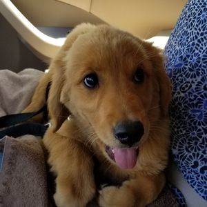 Meet your Posher, Trish